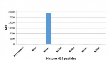 H2BK11ac Antibody / HIST1H2B Transcription Regulation Antibody (clone RM456) specificity analysis. Peptide binding assay demonstrating selective recognition of HIST1H2B / Histone H2B Lys11 acetylation (K11ac). Strong signal is observed exclusively with the K11ac peptide, while no detectable reactivity is seen with non-modified Lys11 or other acetylated histone H2B peptides, confirming high specificity for the Lys11-acetylated H2B state associated with transcriptional regulation and active chromatin.
