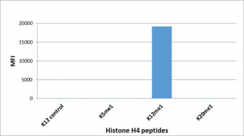 H4K12me1 Antibody specificity. Peptide binding analysis demonstrating selective recognition of histone H4 lysine 12 monomethylation. Strong signal is observed exclusively for the H4K12me1 peptide, with no detectable reactivity toward unmodified lysine 12 (K12 control) or other monomethylated histone H4 peptides. These results confirm high specificity of the H4K12me1 antibody for replication-associated monomethylated histone H4.