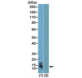 H4R3me2s Antibody WB. Western blot analysis of HIST1H4 / Histone H4 arginine 3 symmetric dimethylation (H4R3me2s) in acid extracts of human K562 cells and recombinant Histone H4 using H4R3me2s Antibody / HIST1H4 Symmetric Arginine Methylation Chromatin Repression Antibody. A band is detected at the predicted molecular weight corresponding to symmetrically dimethylated Histone H4, consistent with nuclear chromatin-associated localization and PRMT5-mediated transcriptional repression.