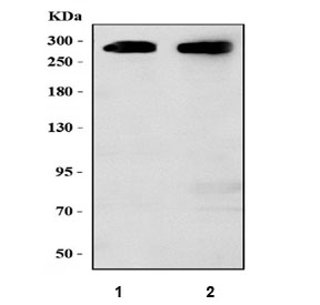 Western blot testing of 1) rat brain and 2) mouse brain tissue lysate with MAP2 antibody. Predicted molecular weight ~200 kDa, commonly observed at ~280 kDa.