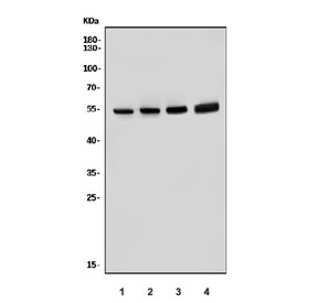 Western blot testing of human 1) HeLa, 2) A375, 3) U-87 MG and 4) HepG2 cell lysate with Vimentin Antibody Clone V9. Predicted molecular weight ~54 kDa.