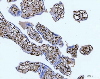 Vimentin Antibody Clone V9 Placenta IHC. Immunohistochemistry staining of FFPE human placental tissue with Vimentin antibody. HIER: boil tissue sections in pH8 EDTA for 20 min and allow to cool before testing.