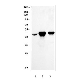 Western blot testing of 1) human placenta, 2) rat stomach and 3) mouse stomach tissue lysate with ACTA2 antibody. 