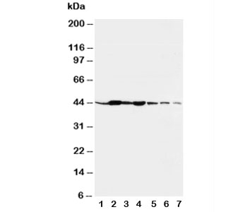 Western blot testing of beta-Actin antibody and rat tissues: liver (1), spleen (2), brain (3), kidney (4) and human cell lines, lane  5: HeLa;  6: SMMC-7721;  7: SGC cell lysate
