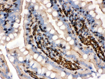 IHC testing of FFPE rat intestine with beta-Actin antibody. HIER: Boil the paraffin sections in pH 6, 10mM citrate buffer for 20 minutes and allow to cool prior to testing.