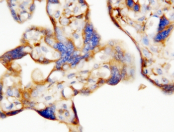 EPO Antibody Placenta IHC. Immunohistochemistry analysis of human placenta tissue using EPO Antibody demonstrates HRP-DAB brown cytoplasmic staining in trophoblastic cells, consistent with erythropoietin (EPO) expression as a hypoxia response hormone involved in oxygen regulation during placental development, while surrounding stromal elements show lower signal; nuclei are counterstained blue.
