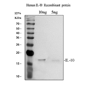 Human IL-10 Antibody WB. Western blot testing of recombinant human IL-10 with human IL-10 antibody at 0.5ug/ml.
