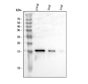 Western blot testing of Il10 antibody at 0.5ug/ml and recombinant rat protein: 10ng/lane, 5ng/lane and 1ng/lane.