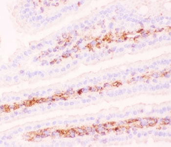 IHC-F testing of mouse intestine tissue using P Glycoprotein antibody.