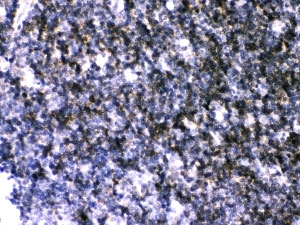 IHC-P: ATP2A3 antibody testing of rat thymus tissue