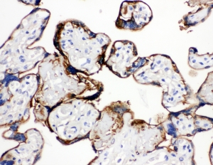 IHC-P: Annexin A1 antibody testing of human placenta tissue. HIER: steam section in pH6 citrate buffer for 20 min.