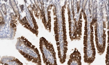 IHC staining of FFPE mouse intestine tissue with Apoptosis inhibitor 5 antibody. HIER: boil tissue sections in pH6 citrate buffer for 20 min and allow to cool before testing.