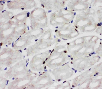 IHC staining of frozen rat heart tissue with Apoptosis inhibitor 5 antibody.