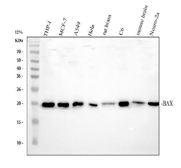 Bax Antibody Human, Rat and Mouse WB. Western blot testing of 1) human THP-1, 2) human MCF-7, 3) human A549, 4) human HeLa, 5) rat brain, 6) rat C6, 7) mouse brain, and 8) mouse Neuro-2a lysates with Bax antibody at 0.5 ug/ml. A distinct immunoreactive band is detected at approximately 21 kDa in all samples, consistent with the predicted molecular weight of Bax. The results demonstrate specific detection of BCL2 Associated X Protein, a pro-apoptotic BCL2 family member that regulates mitochondrial outer membrane permeabilization and activation of the intrinsic apoptotic pathway following cellular stress.