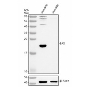 Bax Antibody HeLa Wild-Type and Knockout WB. Western blot testing of 1) human HeLa wild-type (WT) and 2) human HeLa Bax knockout (KO) cell lysates with Bax antibody at 0.5 ug/ml. A specific immunoreactive band is detected at approximately 21 kDa in the wild-type lysate but is absent from the Bax knockout lysate, confirming specific detection of BCL2 Associated X Protein. Beta-actin serves as the loading control. These results provide genetic validation of antibody specificity for western blot analysis.