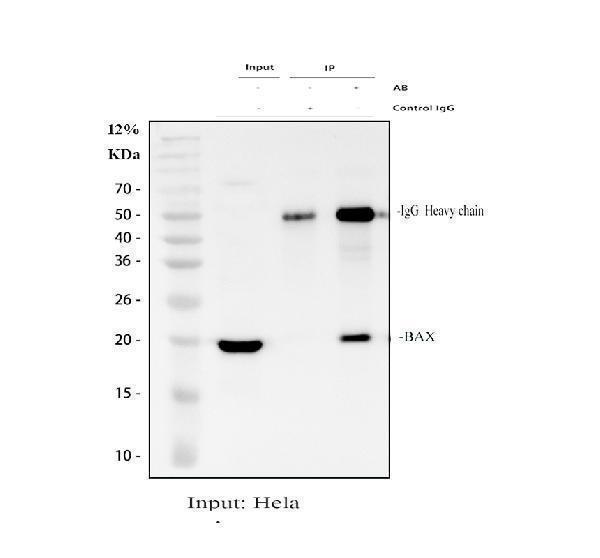 Bax Antibody HeLa Cell IP. Immunoprecipitation of endogenous BCL2 Associated X Protein (Bax) from human HeLa whole cell lysate using Bax antibody. Lane 1: Input HeLa whole cell lysate (30 ug). Lane 2: Rabbit control IgG immunoprecipitation (negative control). Lane 3: Immunoprecipitation with 2 ug Bax antibody and 500 ug HeLa whole cell lysate. Immunoprecipitated proteins were analyzed by western blot using the same antibody. A specific band is detected at approximately 21 kDa, consistent with the predicted molecular weight of BCL2 Associated X Protein, demonstrating efficient and specific immunoprecipitation of this pro-apoptotic BCL2 family protein.