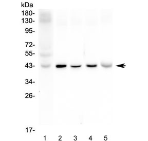 Connexin 43 Antibody Multi-Species WB. Western blot testing of 1) human placenta, 2) rat brain, 3) rat heart, 4) mouse brain, and 5) mouse heart lysates with Connexin 43 antibody at 0.5 ug/ml. A prominent immunoreactive band is detected at approximately 43 kDa in all five samples, consistent with the predicted molecular weight of Connexin 43. The results demonstrate specific detection of this gap junction protein, which mediates direct intercellular communication by forming channels that coordinate electrical and metabolic coupling between neighboring cells.