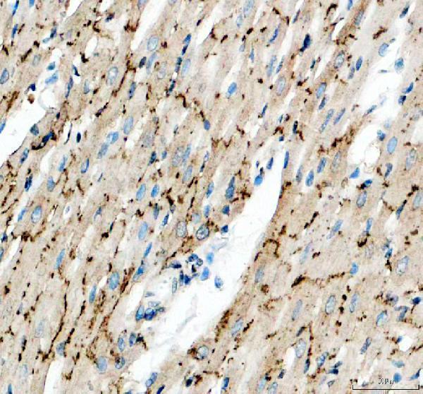Connexin 43 Antibody Rat Heart Gap Junction IHC. Immunohistochemical staining of FFPE rat heart tissue with Connexin 43 antibody at 2 ug/ml. Heat-induced epitope retrieval (HIER) was performed by boiling tissue sections in pH 8 EDTA buffer prior to staining. Connexin 43 immunoreactivity is observed in a punctate distribution along cardiomyocyte cell borders, consistent with the expected localization of this gap junction protein that mediates intercellular communication, electrical coupling, and synchronized cardiac contraction. Cell nuclei are counterstained with hematoxylin (blue).