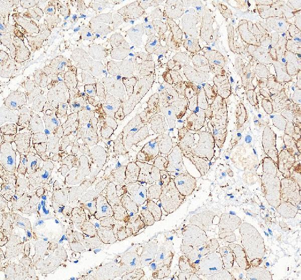 Connexin 43 Antibody Human Intercalated Disc IHC. Immunohistochemical staining of FFPE human heart tissue with Connexin 43 antibody at 2 ug/ml. Heat-induced epitope retrieval (HIER) was performed by boiling tissue sections in pH 8 EDTA buffer prior to staining. Connexin 43 immunoreactivity is concentrated along cardiomyocyte cell borders, particularly at intercalated discs, consistent with the expected localization of this gap junction protein that mediates direct intercellular communication, electrical coupling, and synchronized cardiac contraction. Cell nuclei are counterstained with hematoxylin (blue).