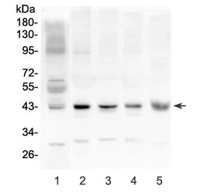 Cx43 Antibody Multi-Species WB. Western blot testing of 1) human placenta, 2) rat brain, 3) rat heart, 4) mouse brain, and 5) mouse heart lysates with Cx43 antibody at 0.5 ug/ml. A distinct immunoreactive band is detected at approximately 43 kDa in all five samples, consistent with the predicted molecular weight of Cx43. The results demonstrate specific detection of this gap junction protein, which forms intercellular channels that mediate direct cell-cell communication, electrical coupling, and coordinated tissue function in the heart and nervous system.