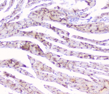 Cx43 Antibody Mouse Heart IHC. Immunohistochemical staining of FFPE mouse heart tissue with Cx43 antibody at 1 ug/ml. Heat-induced epitope retrieval (HIER) was performed by steaming tissue sections in pH 6 citrate buffer for 20 minutes and allowing them to cool prior to staining. Cx43 immunoreactivity is observed in a characteristic punctate pattern along cardiomyocyte cell borders, consistent with the expected localization of this gap junction protein that forms intercellular channels essential for electrical coupling and synchronized cardiac contraction. Cell nuclei are counterstained with hematoxylin (blue).