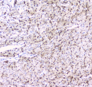 Cx43 Antibody Rat Heart Electrical Coupling IHC. Immunohistochemical staining of FFPE rat heart tissue with Cx43 antibody at 1 ug/ml. Heat-induced epitope retrieval (HIER) was performed by steaming tissue sections in pH 6 citrate buffer for 20 minutes and allowing them to cool prior to staining. Cx43 immunoreactivity is observed in a punctate pattern along cardiomyocyte cell borders, consistent with the expected localization of this gap junction protein that mediates electrical coupling, intercellular communication, and synchronized cardiac contraction. Cell nuclei are counterstained with hematoxylin (blue).