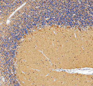 GAD67 Antibody Human Cerebellum IHC. Immunohistochemistry analysis of FFPE human cerebellum tissue using GAD67 Antibody. Heat induced antigen retrieval was performed in pH 8.0 EDTA buffer prior to overnight incubation with primary antibody (2 ug/mL) at 4Â°C. Peroxidase-conjugated goat anti-rabbit IgG and DAB chromogen were used for visualization. Strong cytoplasmic staining is observed throughout the cerebellar cortex, highlighting GABAergic neurons consistent with the expression of GAD67 (glutamate decarboxylase 67), the enzyme responsible for gamma-aminobutyric acid (GABA) synthesis. These results support the use of GAD67 Antibody for studying GAD67 expression, GABAergic neurotransmission and inhibitory neuronal biology.