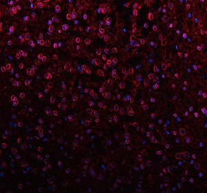 Lamin B1 Antibody Mouse Brain IF. Immunofluorescent staining of FFPE mouse brain tissue with Lamin B1 Antibody at 5 ug/ml. HIER was performed using pH 8 EDTA buffer, followed by blocking with 10% goat serum. The tissue section was incubated with rabbit anti-Lamin B1 antibody overnight at 4Â°C, followed by Cy3 conjugated goat anti-rabbit IgG secondary antibody (red). Nuclei were counterstained with DAPI (blue). Lamin B1 Antibody / Nuclear Envelope Marker Antibody demonstrates nuclear envelope staining consistent with LMNB1 localization and supports studies of nuclear lamina organization, nuclear structure and chromatin-associated cellular regulation pathways.