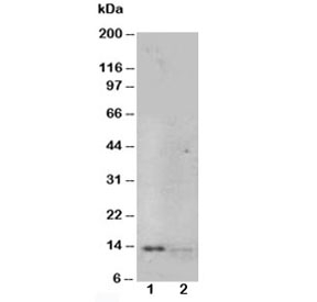 Western blot testing of NGF antibody and Lane 1:  recombinant human protein 10ng;  2: 5ng