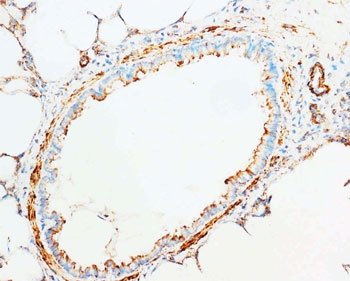 IHC-F testing of Cytochrome C antibody and rat brain tissue.