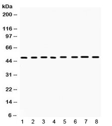 CD95 Antibody Mouse Rat Sample WB. Western blot testing of mouse 1) liver, 2) spleen, 3) brain, 4) kidney, 5) thymus, 6) lung, 7) Hepa 1-6 and 8) NIH 3T3 lysate with CD95/Fas antibody. Predicted molecular weight: 35-38 kDa (unmodified), 40-55 kDa (glycosylated).
