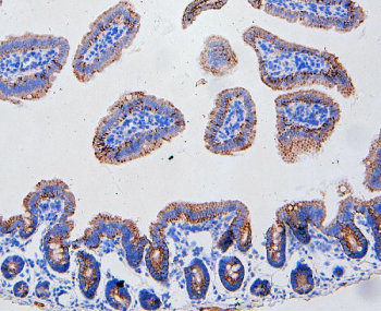 CD95 Antibody Mouse Intestine IHC. Immunohistochemistry analysis of CD95 / FAS antibody in mouse intestine tissue Paraffin-embedded mouse intestine section shows membranous and cytoplasmic brown chromogenic staining in intestinal epithelial cells, consistent with CD95 expression, while nuclei remain blue. Heat-mediated antigen retrieval was performed in citrate buffer (pH6). Tissue sections were blocked with 10% goat serum and incubated with rabbit anti-FAS antibody overnight at 4oC, followed by biotinylated goat anti-rabbit IgG secondary antibody incubation for 30 minutes at 37oC.