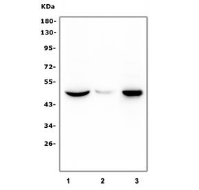 Western blot testing of huma 1) U-87 MG, 2) human SHG-44 and 3) mouse RAW264.7 cell lysate with HRH3 antibody. Predicted molecular weight: ~49 kDa.
