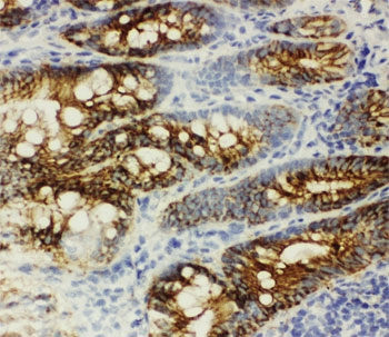Beta Catenin Antibody IHC-F. Immunohistochemistry staining of frozen rat intestine tissue with beta Catenin antibody.