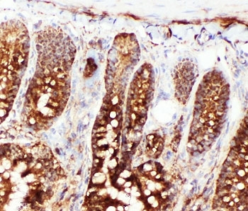 IHC-F testing of rat intestine tissue with HSC70 antibody.