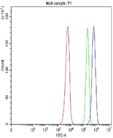 Flow cytometry testing of fixed and permeabilized human SiHa cells with XAF1 antibody at 1ug/million cells (blocked with goat sera); Red=cells alone, Green=isotype control, Blue= XAF1 antibody.