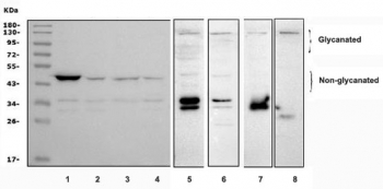 Decorin Antibody for WB. Western blot analysis of the Decorin antibody for WB in human, rat, and mouse cell and tissue lysates. Lysates from 1) human MCF-7, 2) human HeLa, 3) human HepG2, 4) human SW620, 5) rat brain, 6) rat PC-3, 7) mouse brain, and 8) mouse SP2/0 were analyzed. Decorin has a predicted molecular weight of approximately 40 kDa for the non-glycosylated core protein. A band near this size is observed in several lanes, consistent with the Decorin core protein. Higher molecular weight bands between approximately 90-140 kDa are also detected and are consistent with glycosylated Decorin species, reflecting the addition of dermatan sulfate or chondroitin sulfate glycosaminoglycan chains. The presence of both lower and higher molecular weight bands is consistent with the known post-translational modification profile of Decorin as a secreted extracellular matrix proteoglycan.