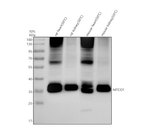 MTCO1 Antibody by WB in Human and Rodent Mitochondrial Samples. Western blot analysis of human and rodent cell lysates using rabbit polyclonal MTCO1 antibody. Prominent immunoreactive bands are detected at approximately 35 kDa in all four sample lanes, with stronger signal in lanes 1 and 3. The apparent molecular weight is below the calculated 57 kDa mass of cytochrome c oxidase subunit I, consistent with the faster electrophoretic migration commonly observed for this highly hydrophobic mitochondrial membrane protein. Additional higher-molecular-weight bands are visible in lanes 1 and 3.