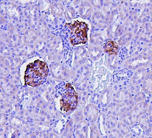 Podocin Antibody Mouse Kidney Glomeruli IHC. Immunohistochemistry staining of FFPE mouse kidney tissue was performed with Podocin Antibody at 1 ug/ml following heat-induced epitope retrieval in pH 6 citrate buffer for 20 min. Biotinylated goat anti-rabbit IgG and streptavidin-biotin complex with DAB were used for detection. Strong podocin staining is selectively localized to renal glomeruli, with little staining observed in the surrounding tubular tissue. This Podocin Antibody demonstrates the characteristic glomerular distribution of NPHS2 and supports its use as a glomerular podocyte marker.