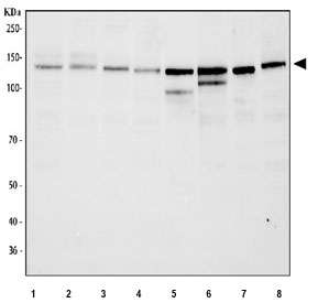 Western blot testing of 1) human 293T, 2) human PC-3, 3) human HeLa, 4) human A549, 5) rat brain, 6) rat C6, 7) mouse brain and 8) mouse NIH 3T3 cell lysate with N-Cadherin antibody. Predicted molecular weight ~100 kDa (unmodified), 125-140 kDa (modified).