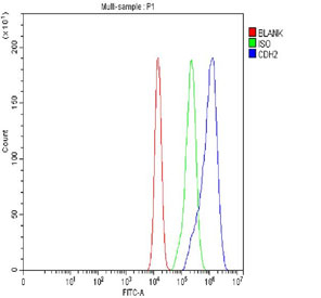 Flow cytometry testing of fixed human A549 cells with N-Cadherin antibody at 1ug/million cells (blocked with goat sera); Red=cells alone, Green=isotype control, Blue= N-Cadherin antibody.