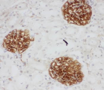 IHC-F testing of rat kidney