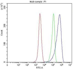 Flow cytometry testing of fixed human HeLa cells with Annexin A2 antibody at 1ug/million cells (blocked with goat sera); Red=cells alone, Green=isotype control, Blue= Annexin A2 antibody.