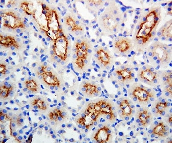 IHC-P: Connexin 32 antibody testing of rat kidney tissue