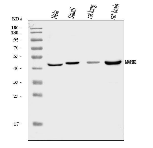 MEK1 Antibody / MAP Kinase Kinase Antibody Multi-Species WB. Western blot analysis of 1) human HeLa, 2) human Daudi, 3) rat lung, and 4) rat brain lysates using MEK1 Antibody / MAP Kinase Kinase Antibody. A specific immunoreactive band is detected at approximately 45 kDa in all tested samples, consistent with MEK1 expression. The predicted molecular weight of MEK1 is approximately 43 kDa. These results demonstrate reliable detection of MEK1, a dual-specificity protein kinase that phosphorylates ERK1 and ERK2 within the RAF-MEK-ERK signaling pathway to regulate cell proliferation, differentiation, survival, and cellular responses to extracellular stimuli.
