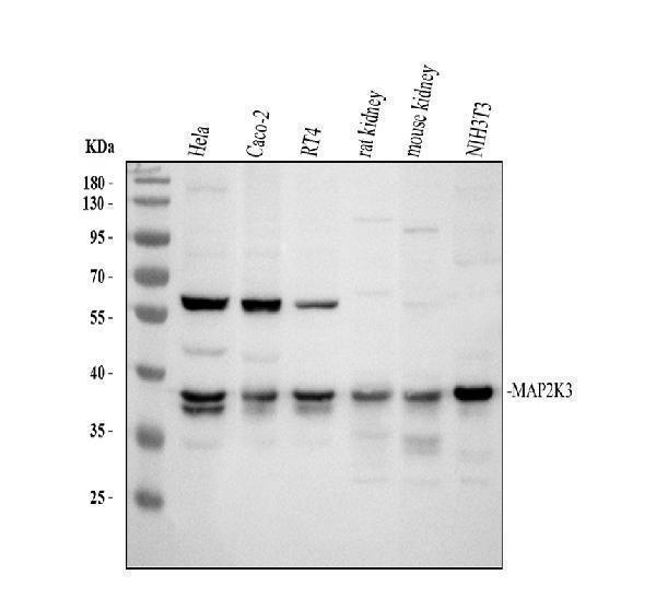 MEK3 Antibody / p38 MAP Kinase Kinase Antibody Multi-Species WB. Western blot analysis of 1) human HeLa, 2) human CACO-2, 3) human RT4, 4) rat kidney, 5) mouse kidney, and 6) mouse NIH/3T3 lysates using MEK3 Antibody / p38 MAP Kinase Kinase Antibody. A specific immunoreactive band is detected at approximately 39 kDa in all tested samples, consistent with MEK3 (MAP2K3) expression. The predicted molecular weight of MEK3 is approximately 39 kDa. These results demonstrate reliable detection of MEK3, a dual-specificity protein kinase that phosphorylates and activates p38 MAP kinases in response to cellular stress, inflammatory cytokines, and environmental stimuli, thereby regulating inflammatory signaling, apoptosis, differentiation, and stress-responsive gene expression.