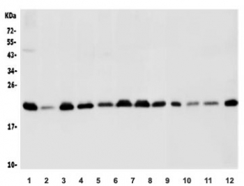 Western blot testing of human 1) PC-3, 2) HEK293, 3) Jurkat, 4) Caco-2, 5) U-2 OS, 6) HepG-2, 7) HeLa, 8) A549, 9) rat heart, 10) rat lung, 11) mouse heart and 12) mouse lung lysate with BAK antibody. Expected molecular weight ~23 kDa.
