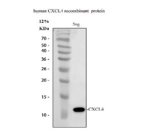 CXCL4 Antibody Recombinant Protein WB. Western blot testing of recombinant human CXCL4/PF4 protein with CXCL4 Antibody at 0.5 ug/ml. Lane contains 5 ng of purified recombinant human CXCL4 protein. A specific band was detected at approximately 11 kDa, consistent with the expected molecular weight of recombinant CXCL4/Platelet Factor 4. CXCL4 Antibody / Chemokine Ligand 4 Antibody demonstrates specific recognition of human CXCL4 and supports studies of platelet-derived chemokine signaling, platelet activation, inflammatory regulation and vascular biology pathways.