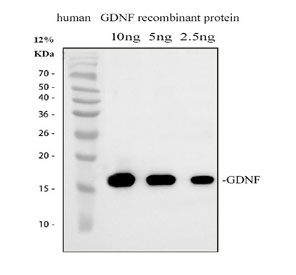 Western blot testing of human recombinant GDNF protein with GDNF antibody.
