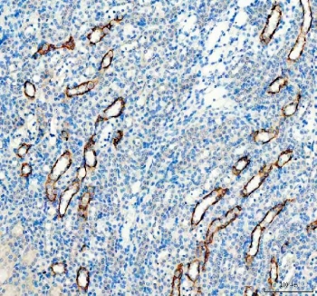 IHC staining of FFPE mouse kidney tissue with AQP3 antibody. HIER: boil tissue sections in pH8 EDTA for 20 min and allow to cool before testing.